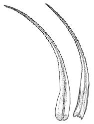 Dicranoloma dicarpum, leaves. Drawn from A.J. Fife 7277, CHR 405869, and S. McLennan s.n., 28 Jan. 1985, CHR 466336.
 Image: R.C. Wagstaff © Landcare Research 2018 